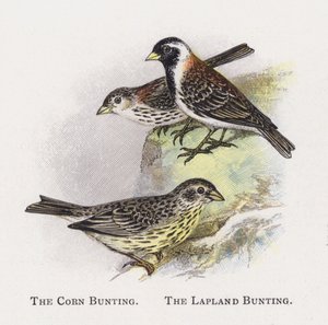 The Corn Bunting, The Lapland Bunting by Alexander Francis Lydon